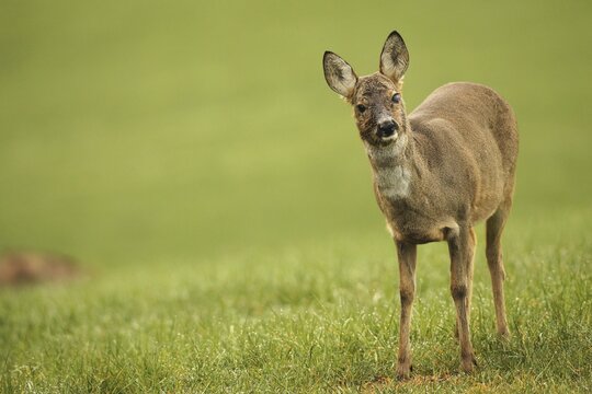 European roe deer (Capreolus capreolus) doe in winter coat and with injury to the left eye on the meadow, Allg&auml;u, Bavaria, Germany