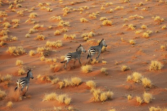 Hartmann's Mountain Zebra (Equus zebra hartmannae). At a sandy plain in the Namib Desert. Aerial view from a helicopter. Namib-Naukluft Park, Namibia