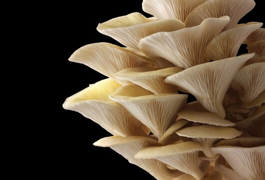 Golden oyster mushrooms (Pleurotus citrinopileatus), freshly picked