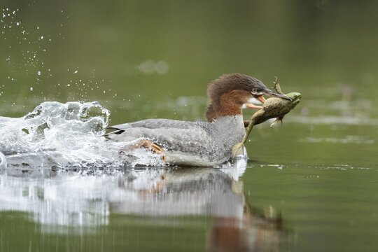 Common merganser. Mergus merganser. A female caught a bull frog and swims fast to escape from a another hungry merganser. Lake Wapizagonke. La Mauricie national park. Province of Qu&eacute;bec. Canada