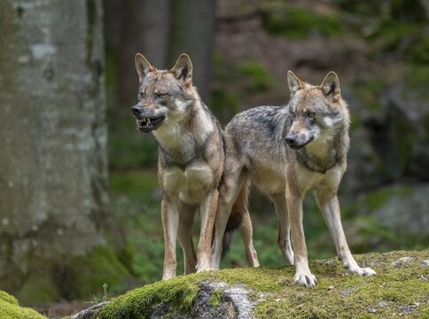Wolves (Canis lupus) stand on a moss-covered, a wolf bares its teeth, captive, Bavarian Forest National Park, Bavaria, Germany