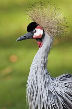 Grey Crowned Crane (Balearica regulorum), portrait, Captive