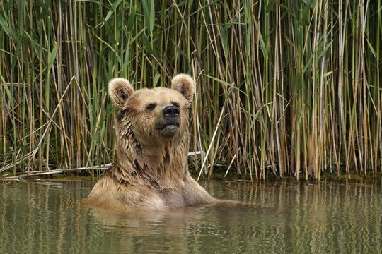 Brown bear (Ursus arctos) bathes in pond, France