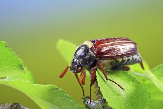 May bug or Cockchafer (Melolontha melolontha)