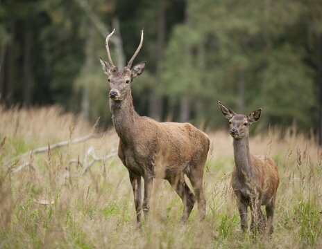 Red Deer (Cervus elaphus), young stag and calf, captive, Saxony, Germany