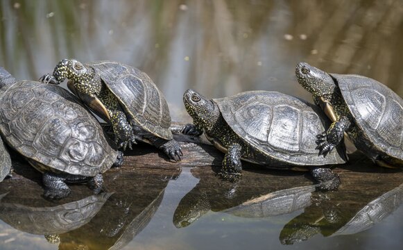 European pond turtles (Emys orbicularis), on a tree trunk, Germany
