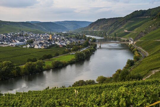 Vineyards around the Moselle, Trittenheim, Moselle valley, Rhineland-Palatinate, Germany