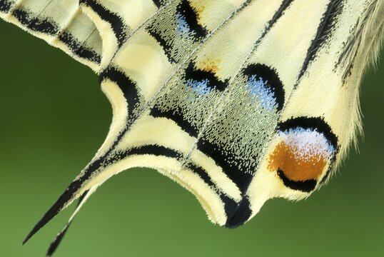 Wing detail, Old World Swallowtail or Common Yellow Swallowtail (Papilio machaon), Schwaz, Tirol, Austria