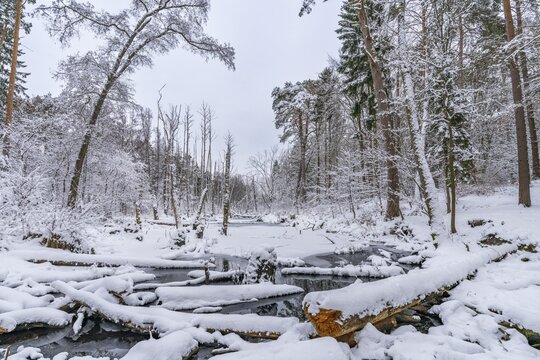 Landscape covered by snow with fallen trees on the Briese river in the forest in winter, landscape dammed by beavers, Briesetal, Barnim nature park Park, Brandenburg, Germany