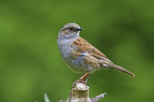 Dunnock (Prunella modularis)