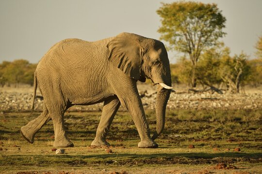 Elephant (Loxodonta africana) strides in the evening sun, Etosha National Park, Namibia