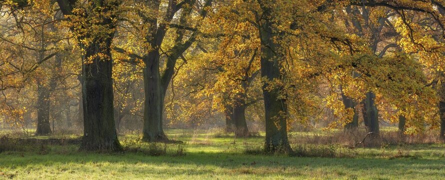 Panorama, open park-like oak forest in the Mulde floodplain in the morning light in autumn, Garden Kingdom Dessau-W&ouml;rlitz, Middle Elbe Biosphere Reserve, Dessau-Ro&szlig;lau, Saxony-Anhalt, Germany