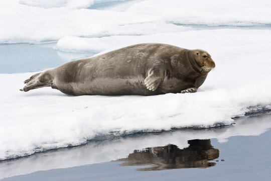 Bearded Seal or Square Flipper Seal (Erignathus barbatus) on an ice floe, Spitsbergen, Norway