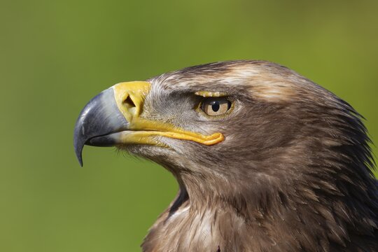 Steppe eagle (Aquila nipalensis) adult bird of prey head portrait, England, United Kingdom - Captive