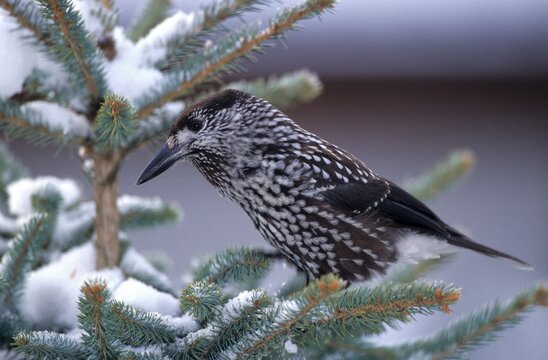 Spotted Nutcracker or Nutcracker (Nucifraga caryocatactes), Allgaeu region, Germany, Europe