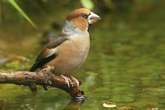Hawfinch (Coccothraustes coccothraustes) drinking from a stream