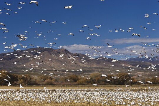 Snow Geese (Anser caerulescens atlanticus, Chen caerulescens) wintering in the Bosque del Apache Wildlife Refuge, New Mexico, North America, USA