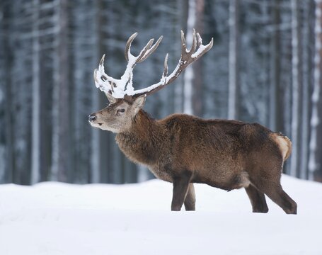 Red Deer (Cervus elaphus), stag with snow-covered antlers, captive, Saxony, Germany