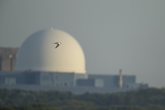 Sandwich tern (Thalasseus sandvicensis) adult bird in flight carrying a fish in its beak with Sizewell B nuclear power station in the background, RSPB Minsmere nature reserve, Suffolk, England, United Kingdom