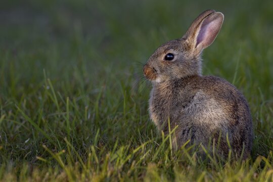 The young wild rabbit (Oryctolagus cuniculus) can still enjoy the warming sun, but in a few minutes everything will be in the shade, Germany