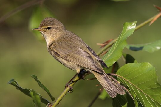 Common chiffchaff (Phylloscopus collybita) sits on branch, Baden-W&uuml;rttemberg, Germany