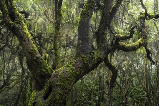 Trees with moss and lichen in the laurel forest of Garajonay National Park. Parque Nacional de Garajonay, La Gomera, Canary Islands, Spain