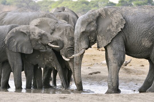 Elephants (Loxodonta africana) drinking at a waterhole, near Somalisa, Hwange National Park, Matabeleland North, Zimbabwe