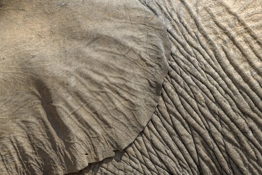 Ear and skin of a desert elephant (Loxodonta africana), detail, Huab dry river, Damaraland, Kunene region, Namibia