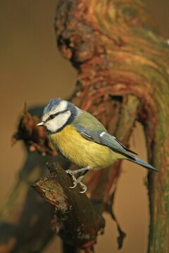 Blue Tit (Parus caeruleus)