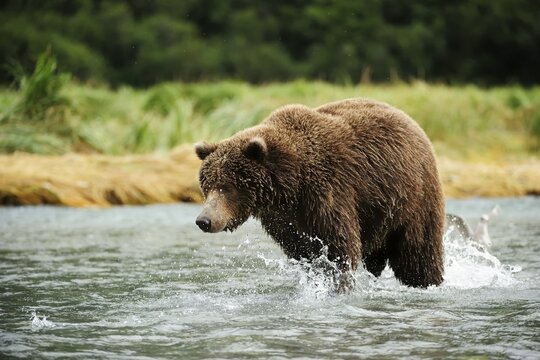 Brown Bear (Ursus arctos) catching salmon, Katmai National Park, Alaska