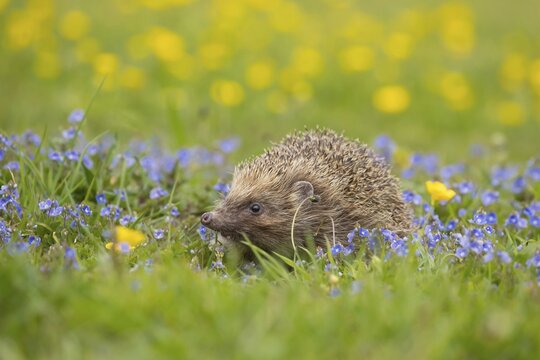 European hedgehog (Erinaceus europaeus) adult animal in a spring meadow with flowering Buttercup and Speedwell plants, England, United Kingdom