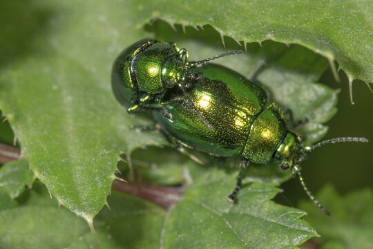 Two dock leaf beetles (Gastrophysa viridula), pair of animals copulating on a green leaf in close-up, Baden-W&uuml;rttemberg, Germany