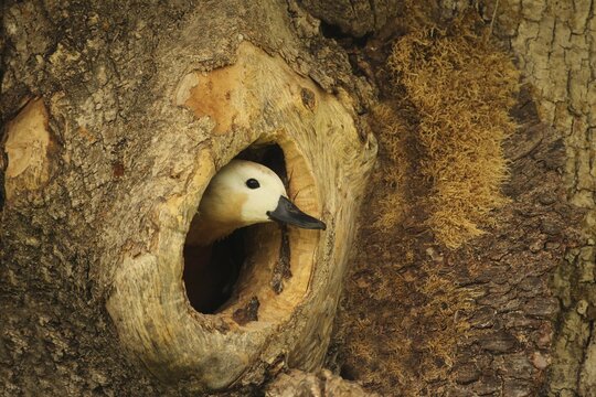 Ruddy shelduck (Tadorna ferruginea) female animal looking out of a tree cavity in an old ash tree (Fraxinus excelsior) Allg&auml;u, Bavaria, Germany
