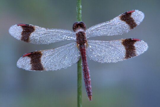 Banded Darter dragonfly (Sympetrum pedemontanum) covered in dewdrops, Filz, Woergl, North Tirol, Austria