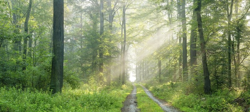 Panorama, hiking trail through natural deciduous forest of oaks and beeches, sun shining through morning mist, Burgenlandkreis, Saxony-Anhalt, Germany