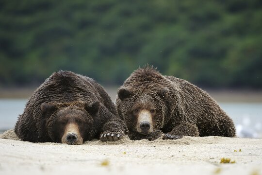 Two Brown Bears (Ursus arctos) dozing next to each other in the sand, Katmai National Park, Alaska