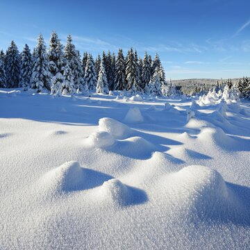 Snow-covered untouched winter landscape, snow-covered fir trees, Harz National Park, Saxony-Anhalt, Germany