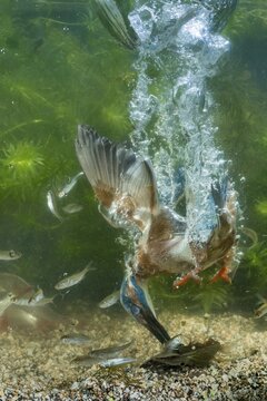 Common kingfisher ( Alcedo atthis) diving under water for fish, prey thrust, hunting, naarden, Netherlands