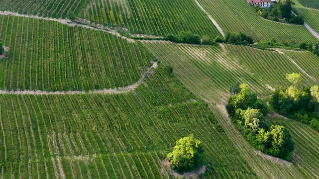 Aerial View of Rolling Vineyards in La Morra Piedmont Italy