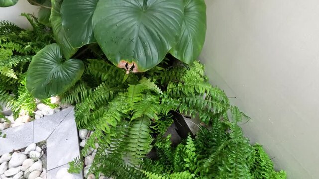 Lush Tropical Homalomena Rubescens and Fern Garden in Indoor Setting