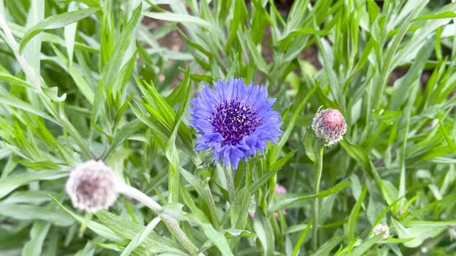 Vibrant Blue Cornflower Blooming in a Lush Green Spring Garden