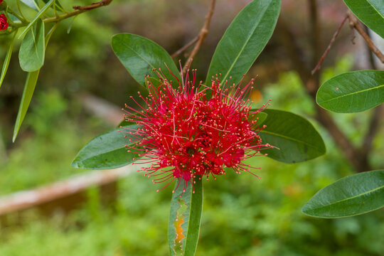 Vibrant red flower with spiky petals and green leaves. Foliage softly blurred in background, emphasizing bloom. Bright petals radiate from central stem, fully open
