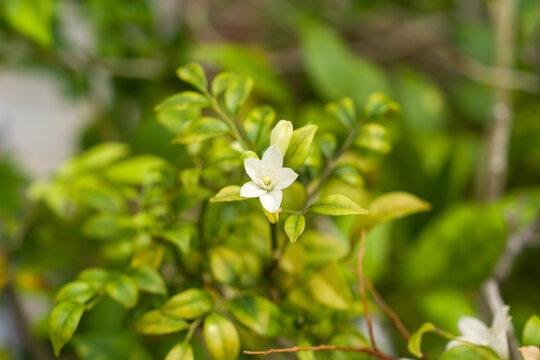 Tiny white flower blooms among green leaves. Leaves show hints of yellow. Soft focus background enhances floral detail. Natural light highlights delicate petals. Garden scene captures quiet beauty