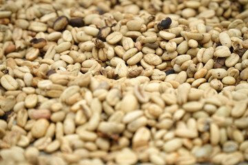 Fototapeta premium Raw coffee beans rest in a warm, sunlit heap. Some beans show dark spots or uneven tones. Each grain has a smooth, rounded, natural texture. The pile feels abundant, rich, and ready for processing