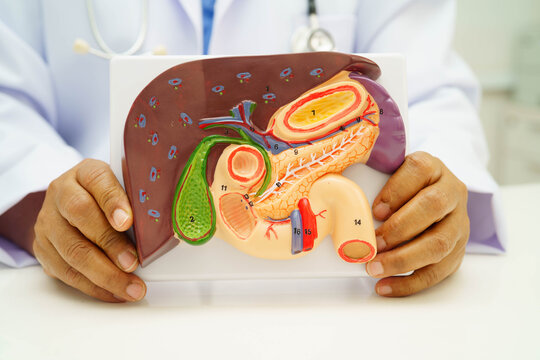 Liver with gallbladder, pancreas spleen and duodenum, Asian doctor holding human anatomy model for study diagnosis and treatment in hospital.