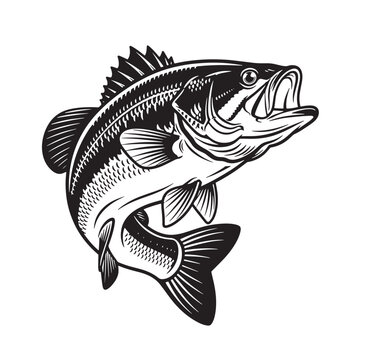 Jumping largemouth bass illustration with sport fishing game fish black and white largemouth predator freshwater silhouette