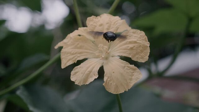 Black carpenter bee collecting nectar from yellow sponge gourd flower in slow motion