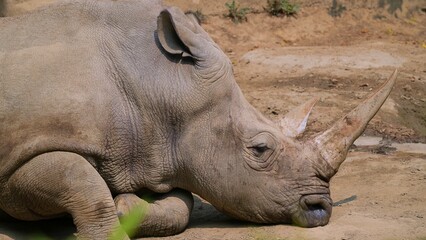 white rhino in the wild, close up resting rhinoceros on the ground © ElizabethGo
