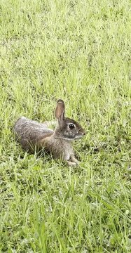 Rabbit Standing in Grass Cleaning Fur