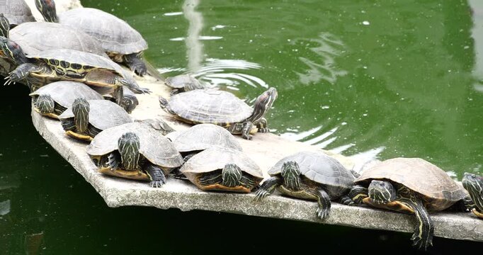 Group of red eared slider turtles resting on concrete ledge in pond water